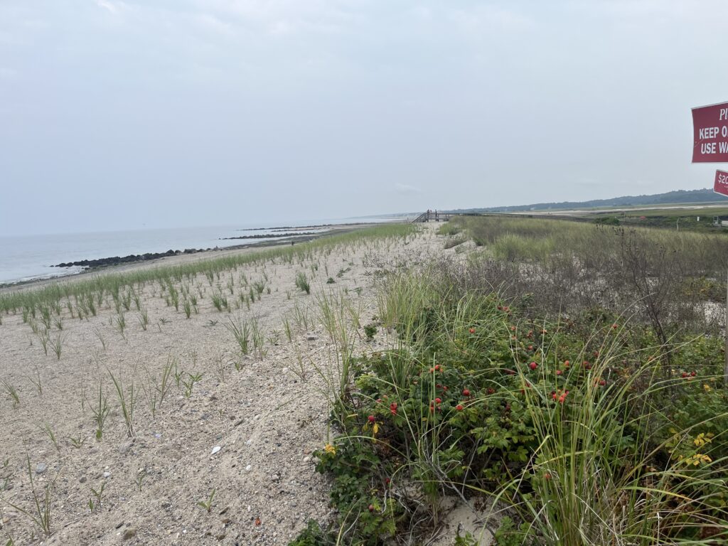 a sandy beach with plants and water (MyCoast AI)