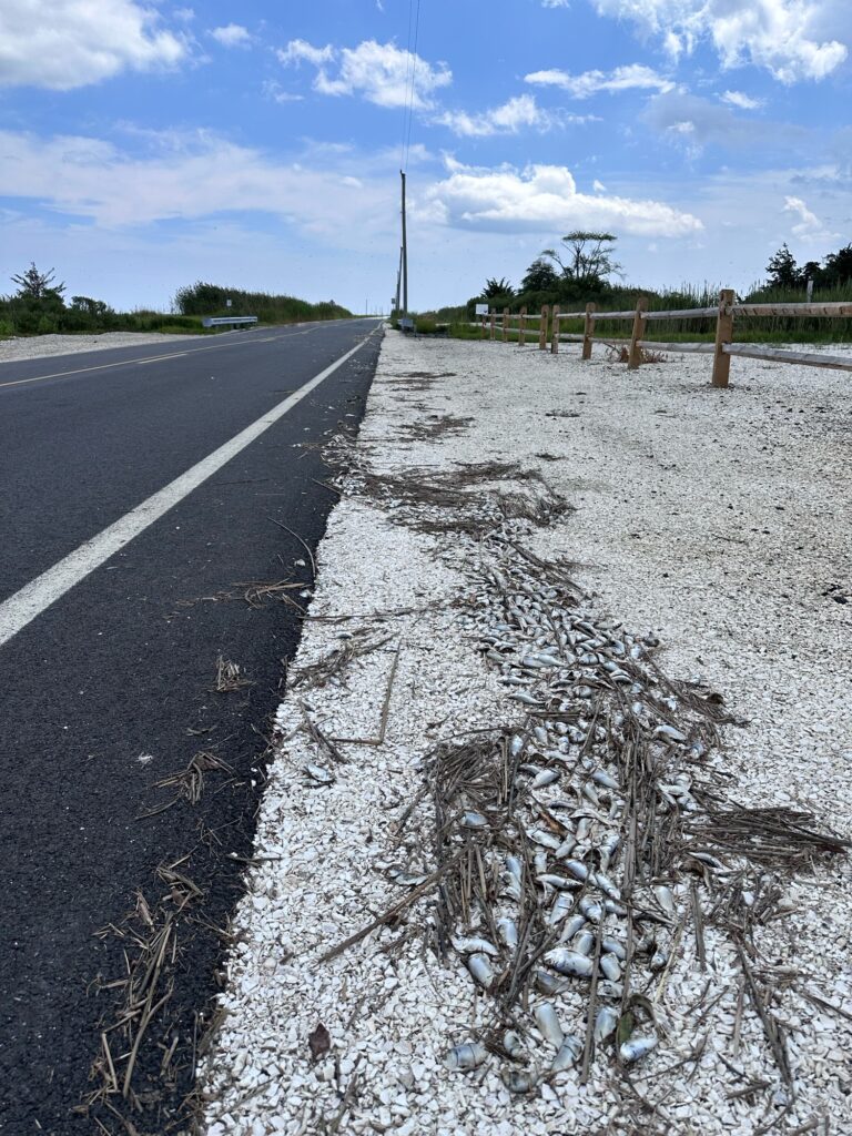 a road with snow on the side (MyCoast AI)