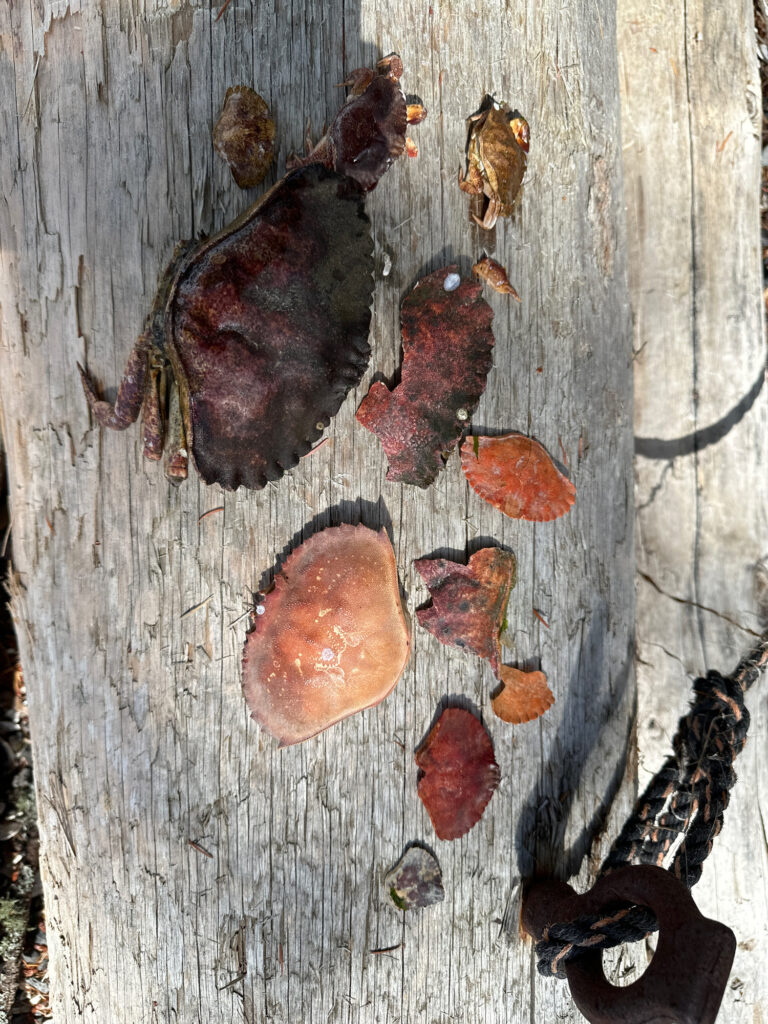 a group of bees on a tree (MyCoast AI)