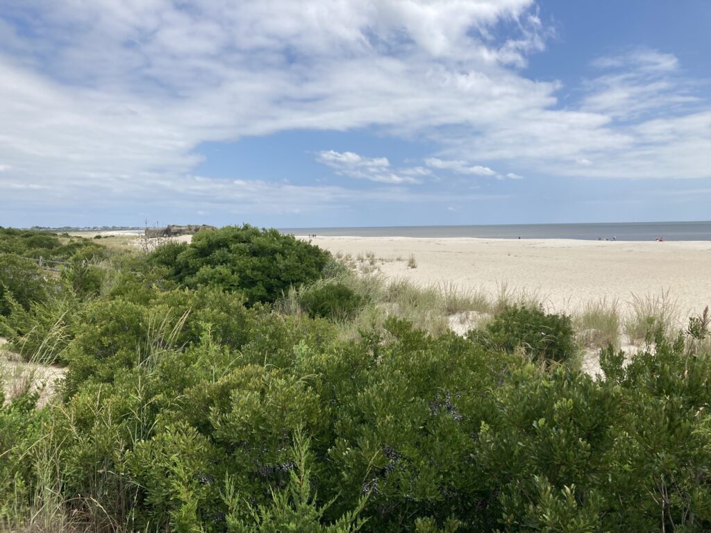 a field of green plants (MyCoast AI)