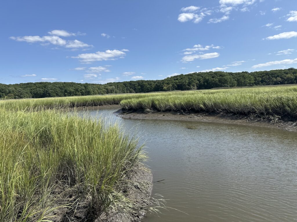 a river with grass and trees (MyCoast AI)
