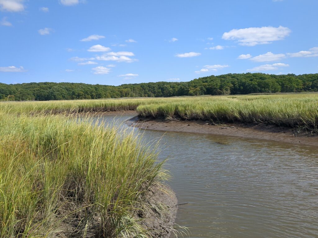 a river with tall grass and trees (MyCoast AI)
