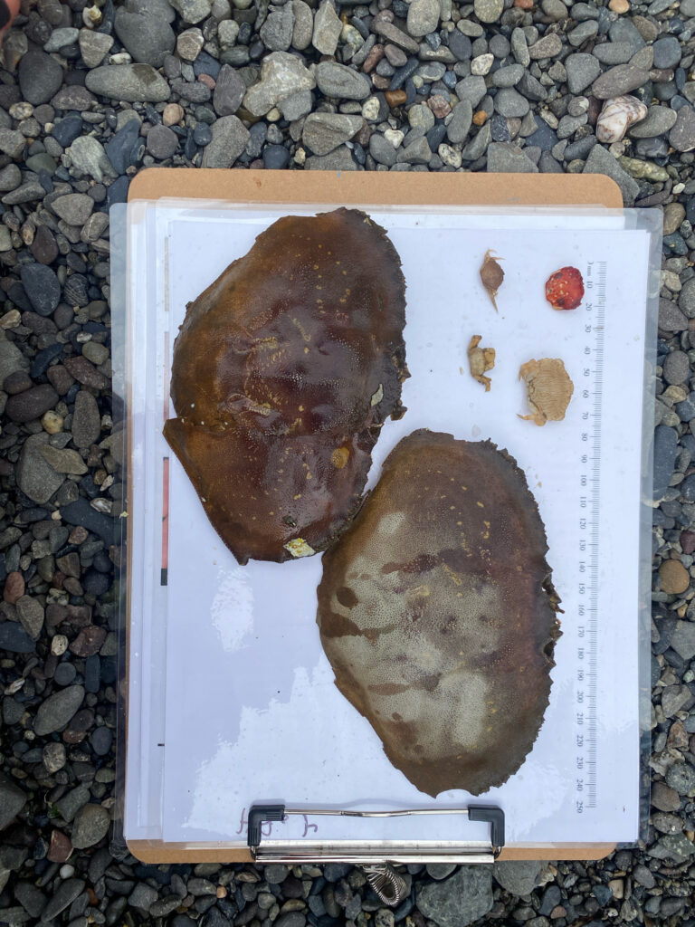 a tray of food (MyCoast AI)
