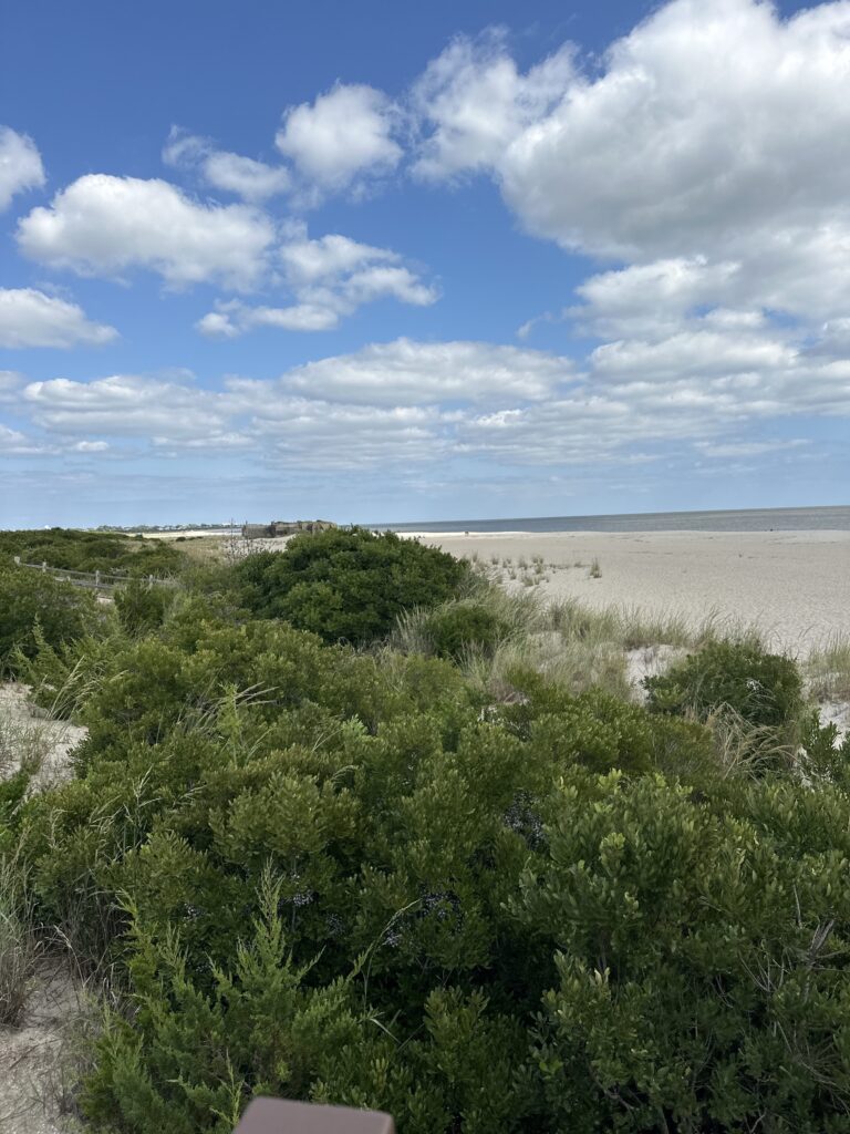 a landscape with bushes and trees (MyCoast AI)