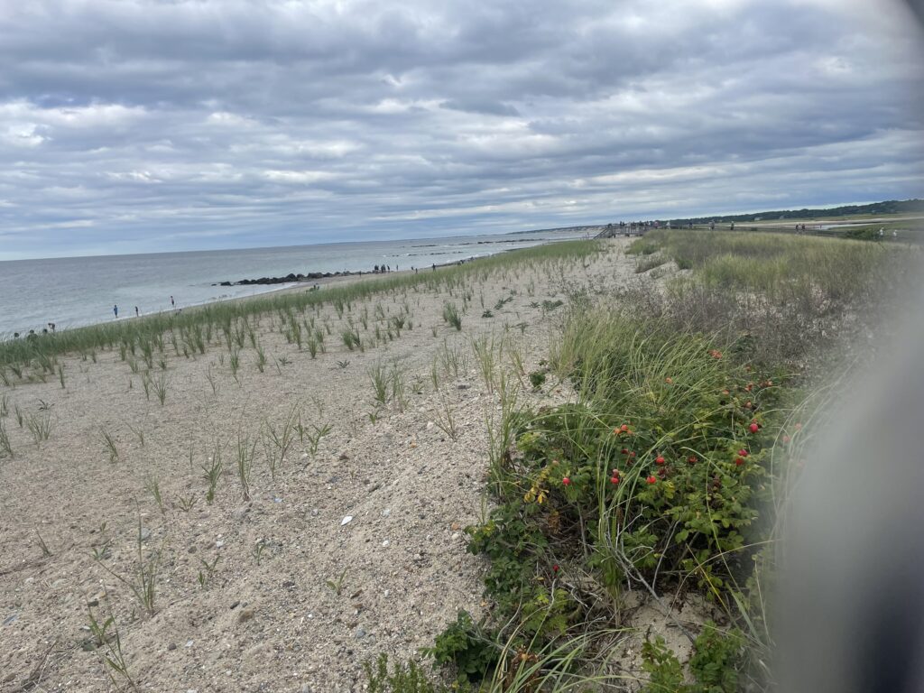 a beach with plants and flowers (MyCoast AI)