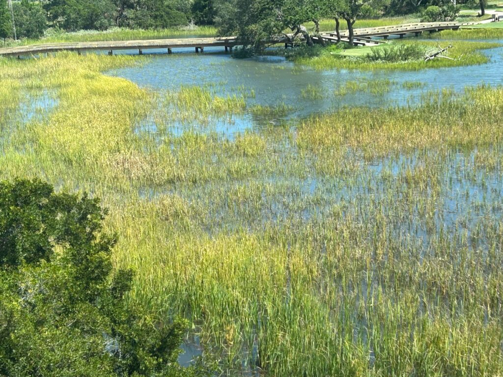a body of water with plants and trees around it (MyCoast AI)