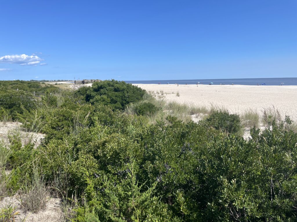 a landscape with trees and bushes (MyCoast AI)