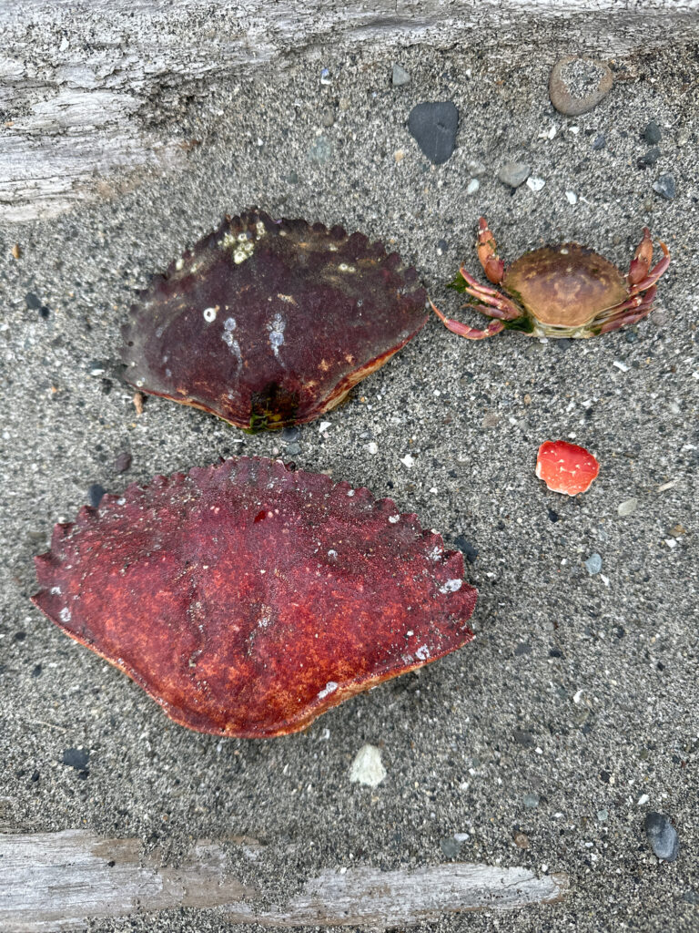 a group of red and black bugs (MyCoast AI)