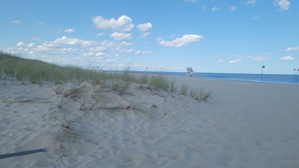 a sandy beach with plants and water in the background (MyCoast AI)