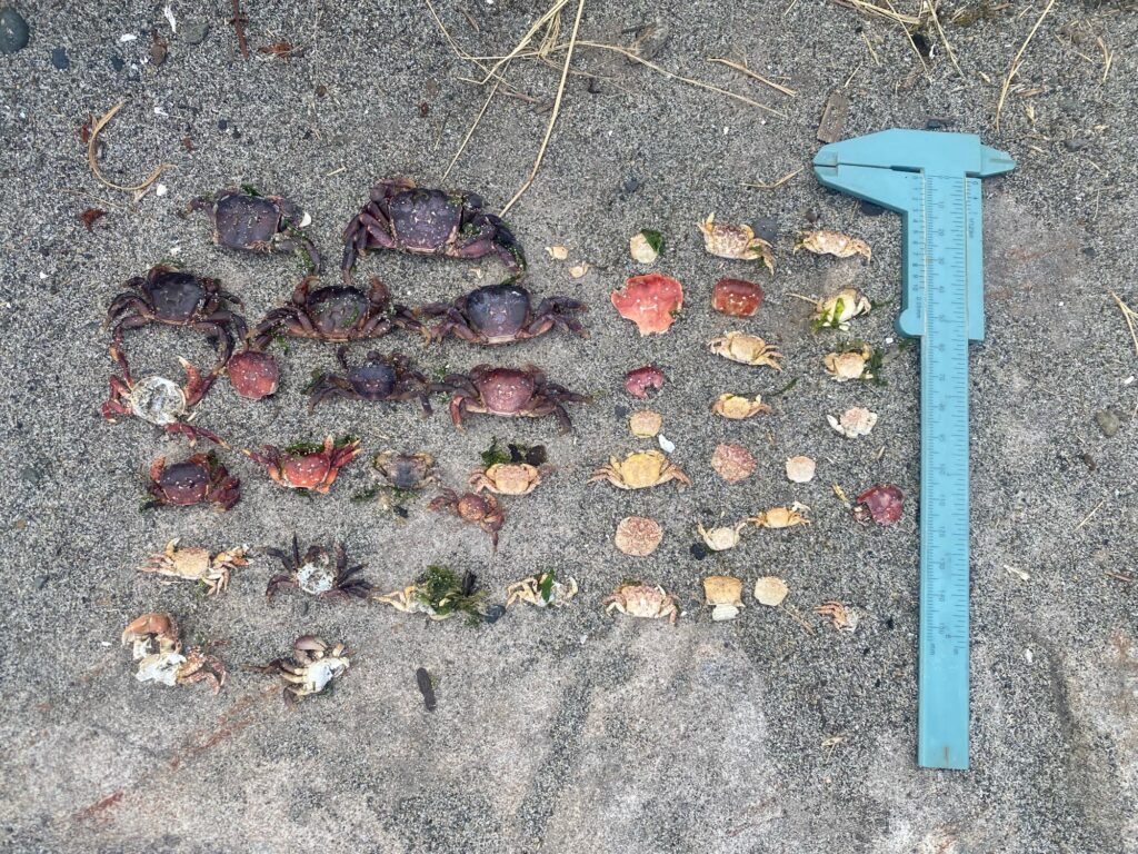 a blue pipe on the ground (MyCoast AI)