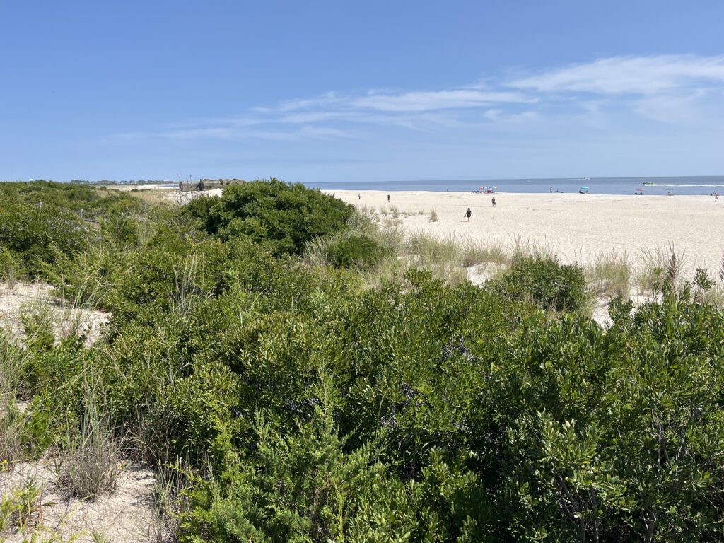 a beach with bushes and trees (MyCoast AI)
