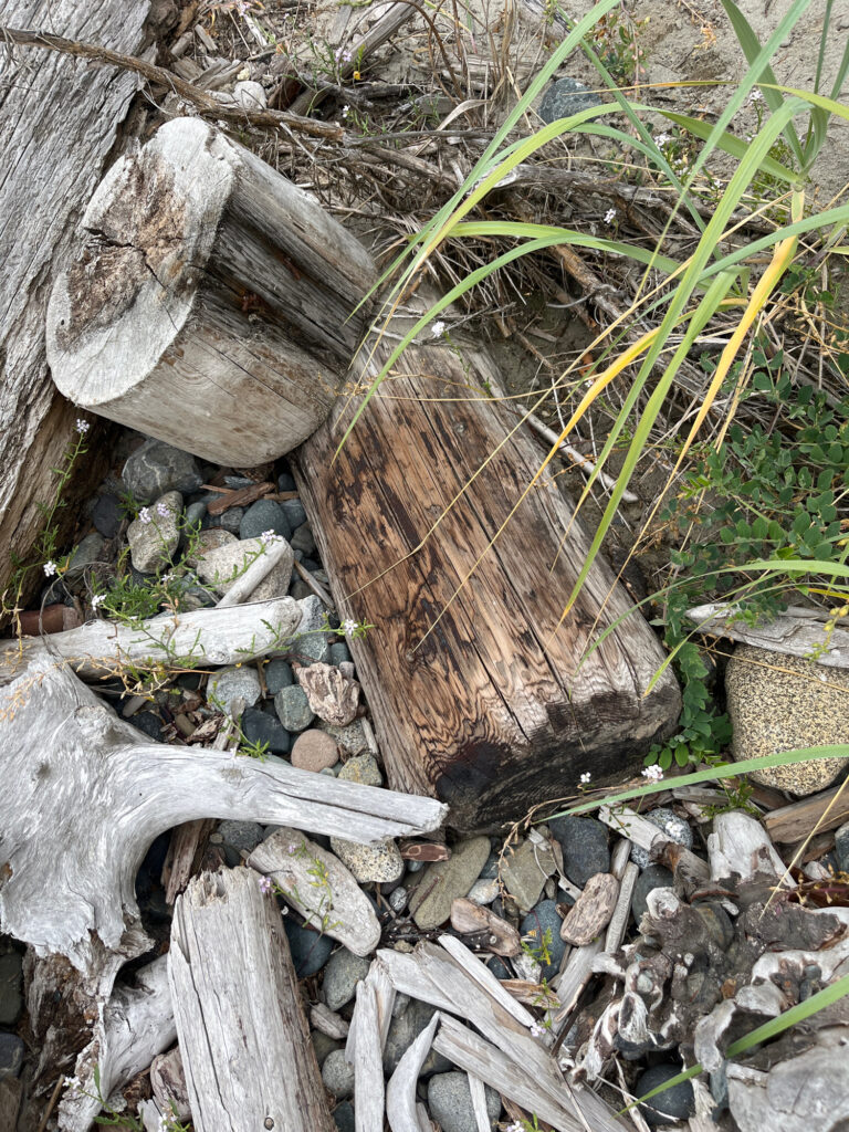 a pile of wood and sticks (MyCoast AI)