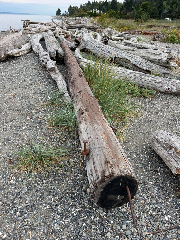 a group of logs on a beach (MyCoast AI)
