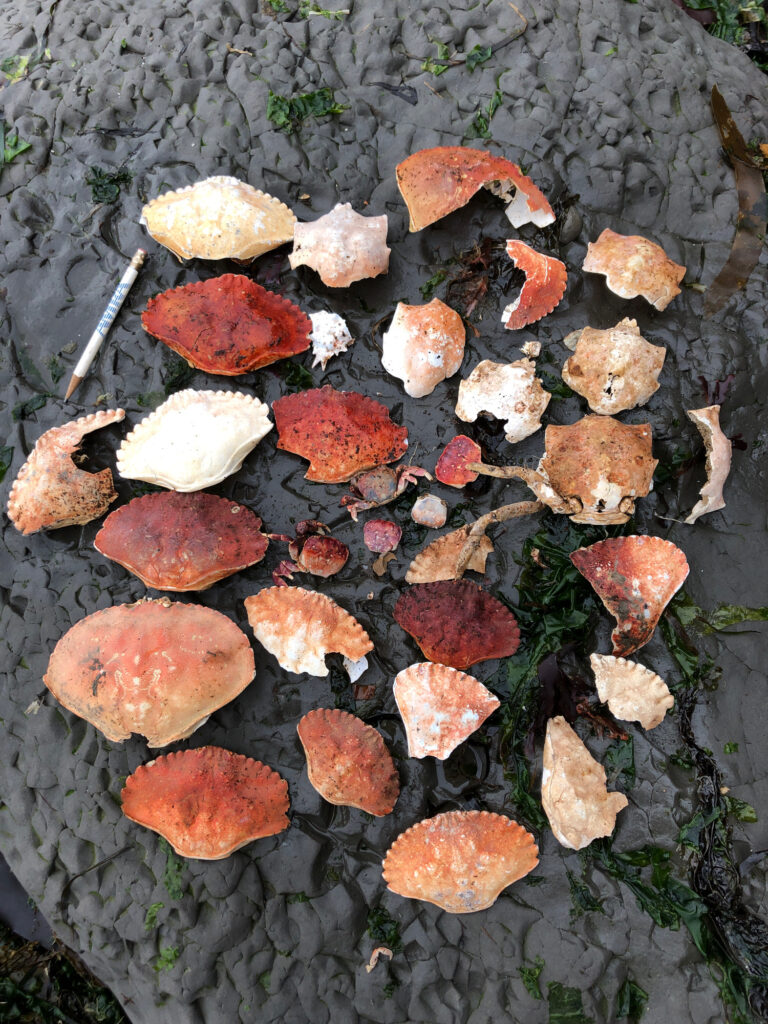 a group of mushrooms (MyCoast AI)