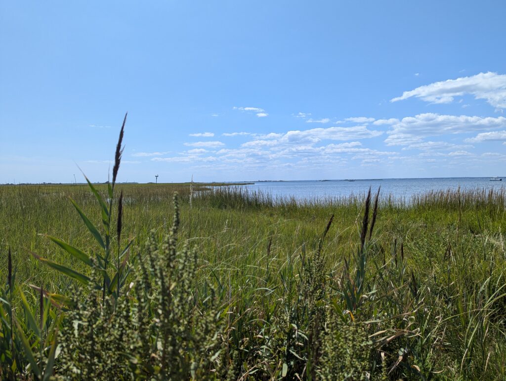 a field of grass with water in the background (MyCoast AI)