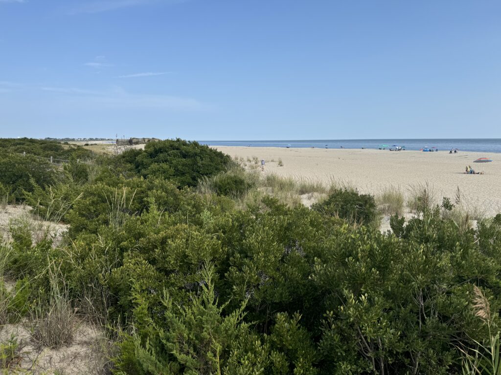 a beach with bushes and trees (MyCoast AI)