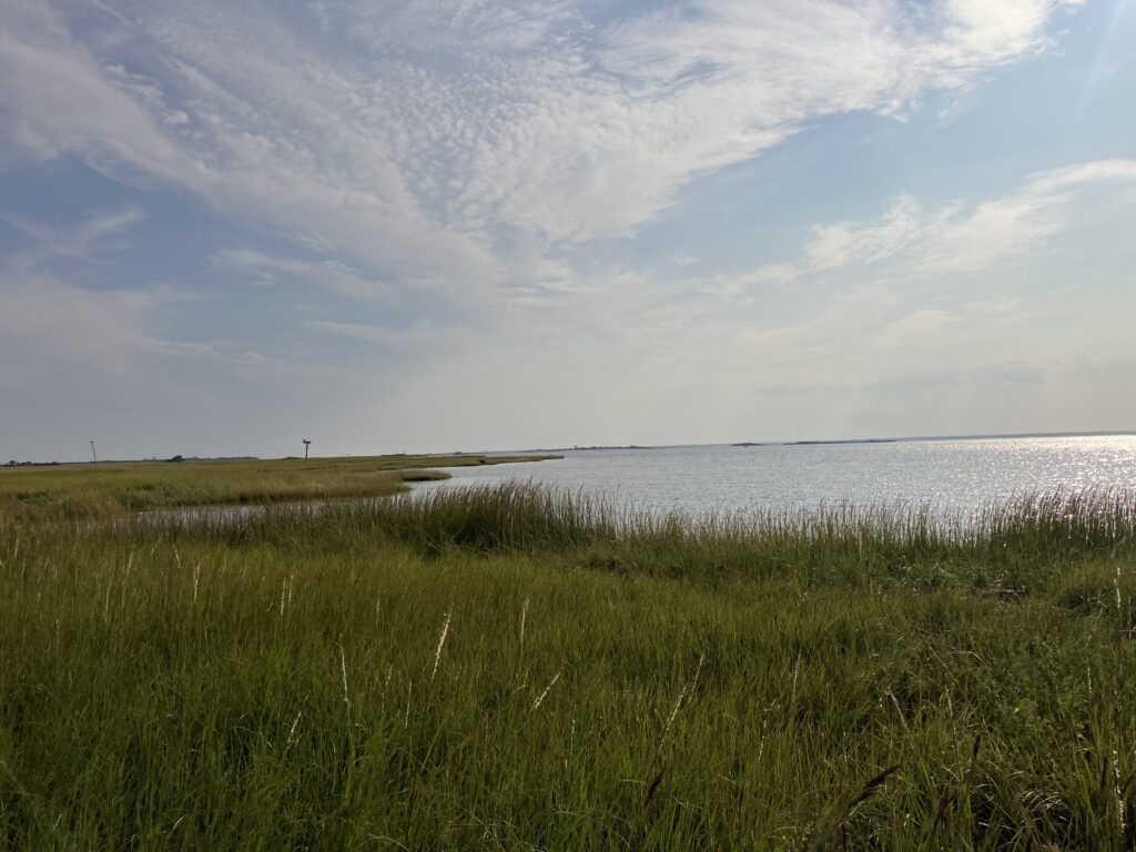 a grassy area next to a body of water (MyCoast AI)
