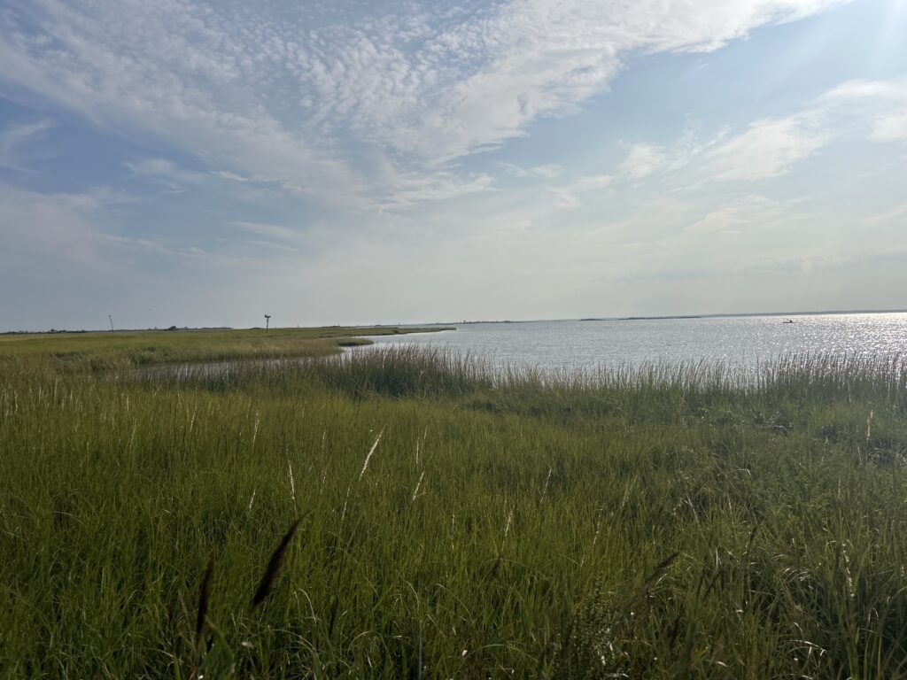 a grassy area next to a body of water (MyCoast AI)