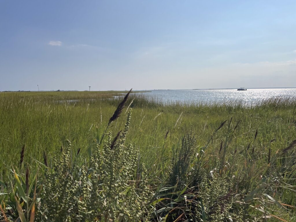 a field of grass with water in the background (MyCoast AI)