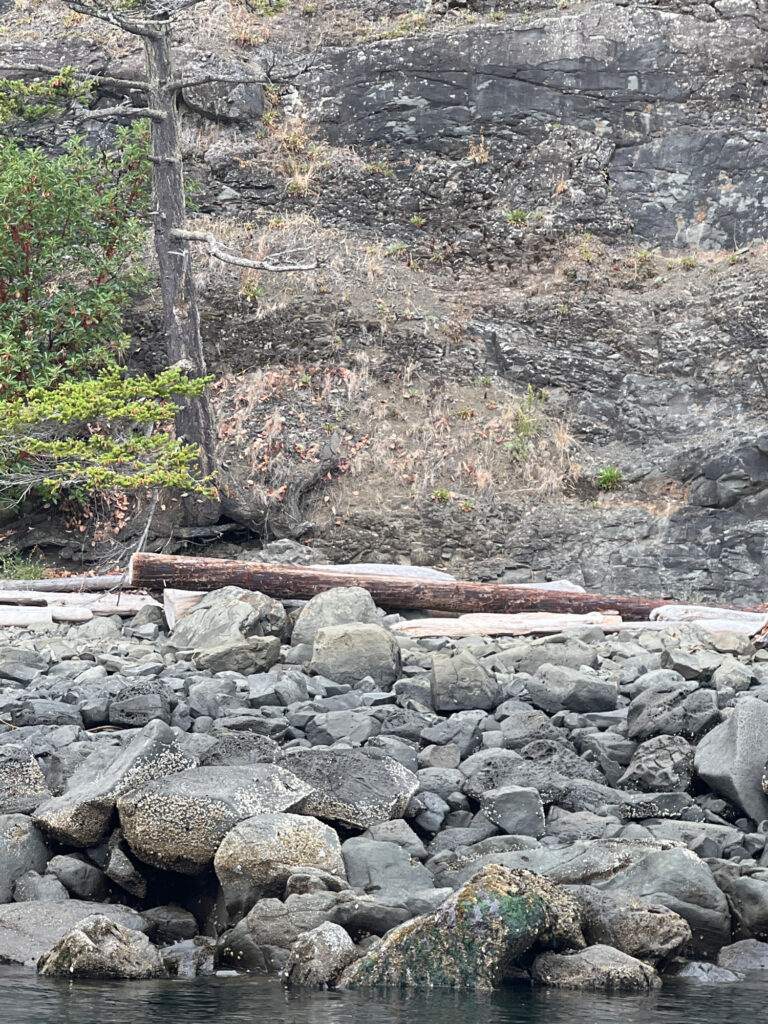 a stream with rocks and trees (MyCoast AI)