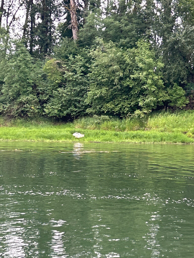 a body of water with trees around it (MyCoast AI)