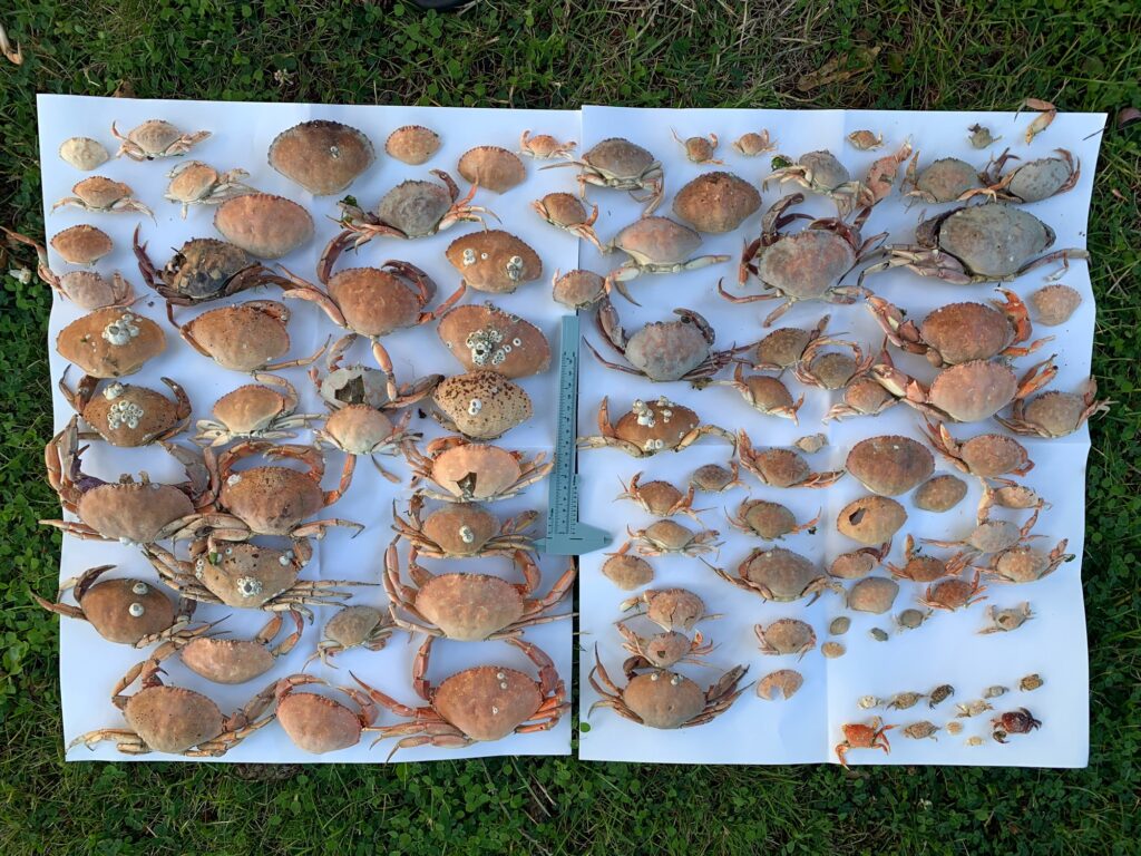 a group of mushrooms (MyCoast AI)