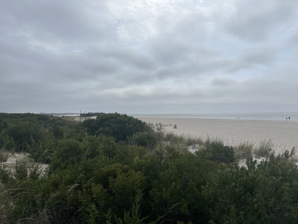 a beach with trees and bushes (MyCoast AI)