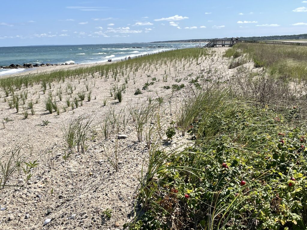 a beach with plants and trees (MyCoast AI)