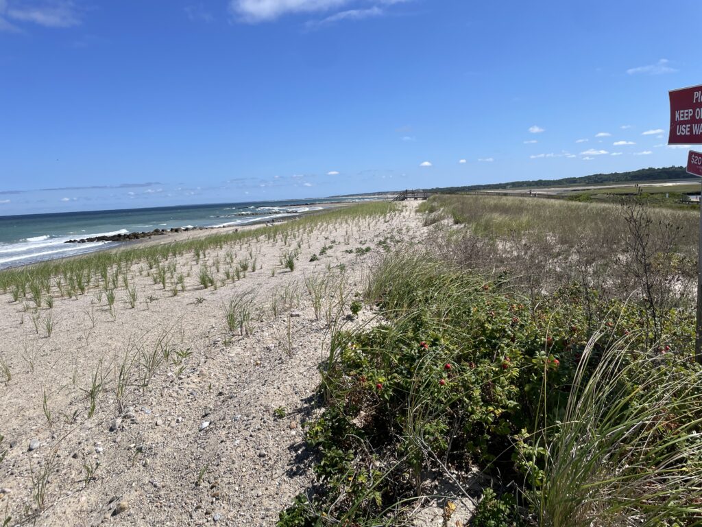 a sandy beach with plants and water (MyCoast AI)