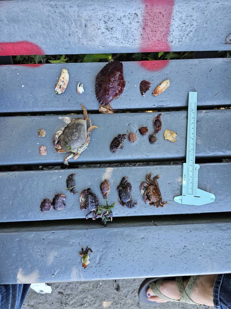 a group of ducks on a wooden surface (MyCoast AI)
