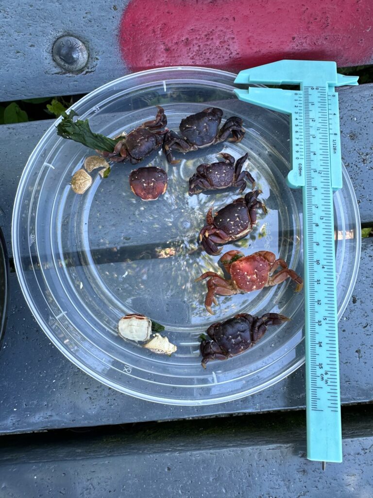 a container with a group of sea animals in it (MyCoast AI)