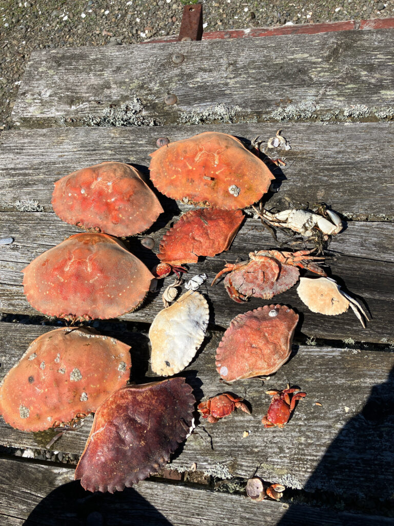 a group of red and white mushrooms (MyCoast AI)