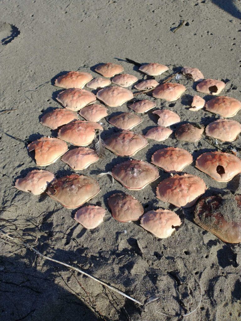 a group of brown mushrooms (MyCoast AI)