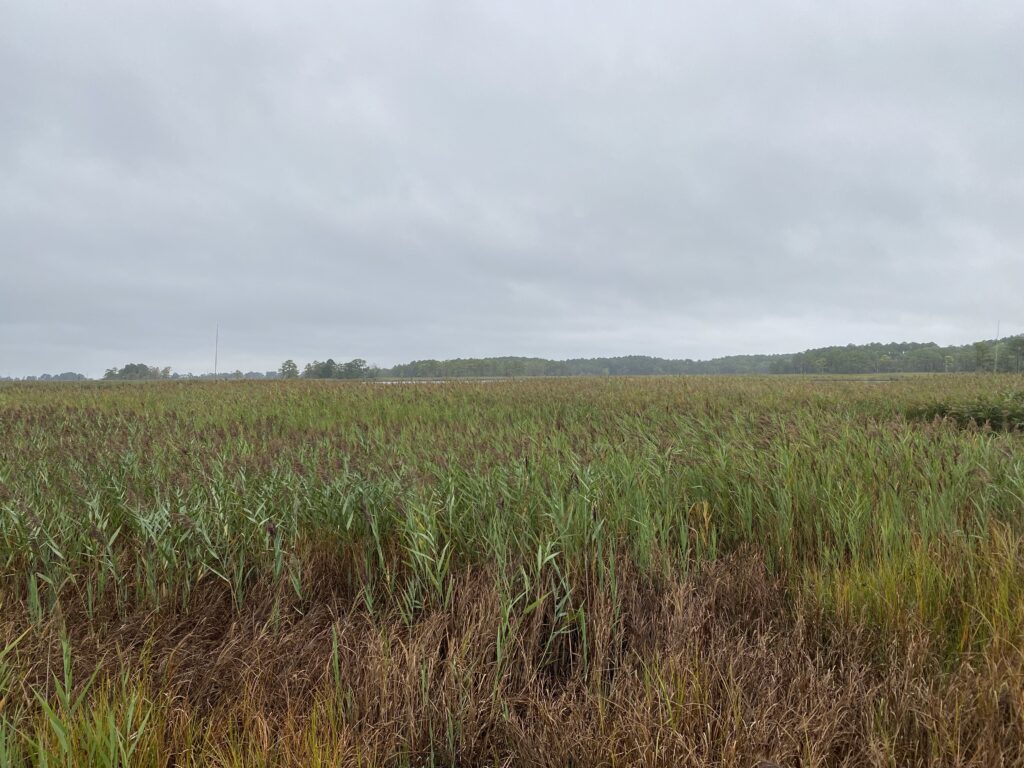 a field of grass (MyCoast AI)