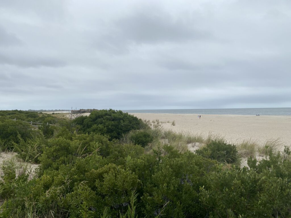 a beach with bushes and trees (MyCoast AI)