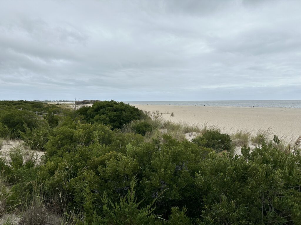 a beach with trees and bushes (MyCoast AI)