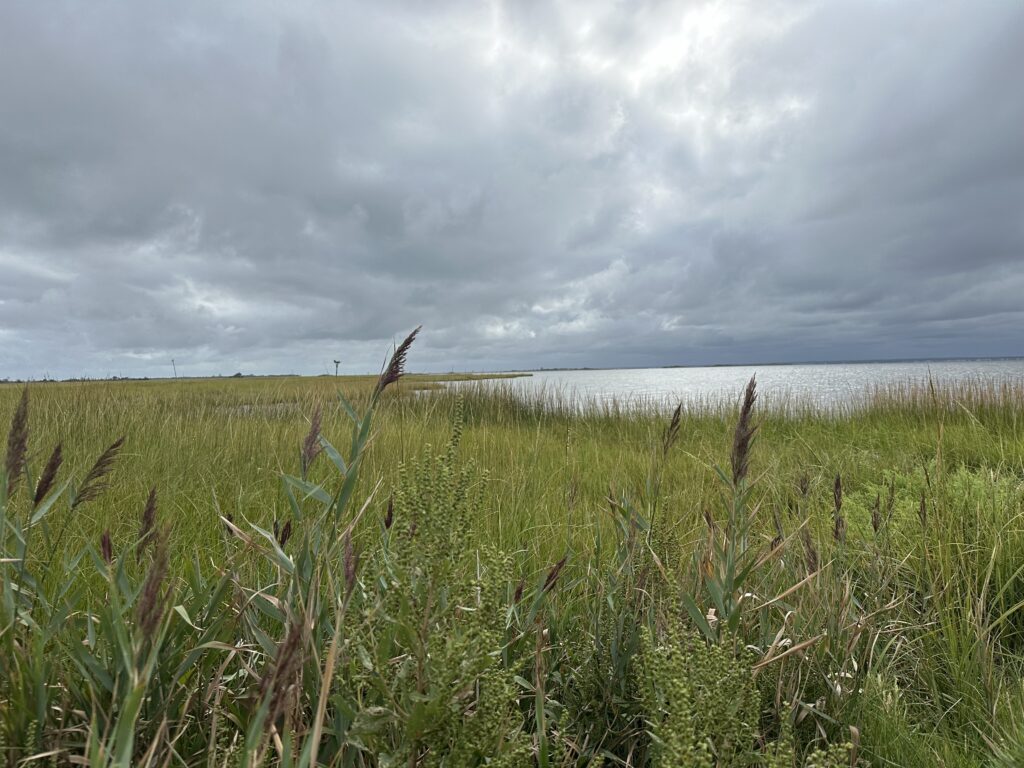 a field of grass with water in the background (MyCoast AI)