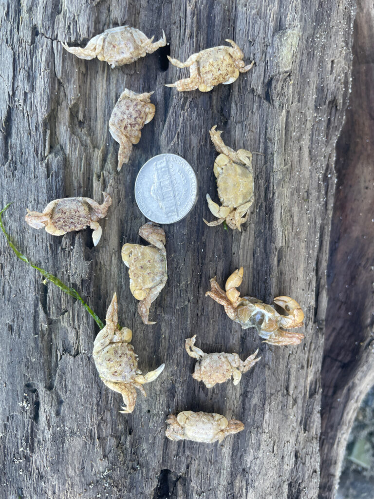 a group of leaves on a tree (MyCoast AI)