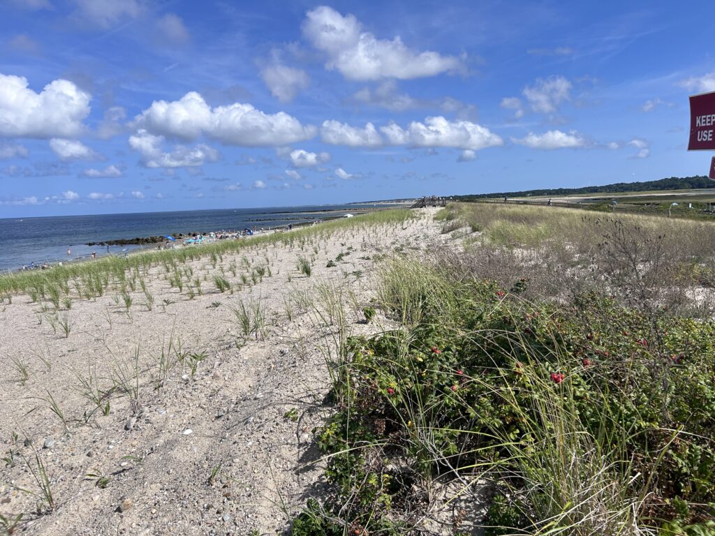 a sandy beach with plants and water (MyCoast AI)
