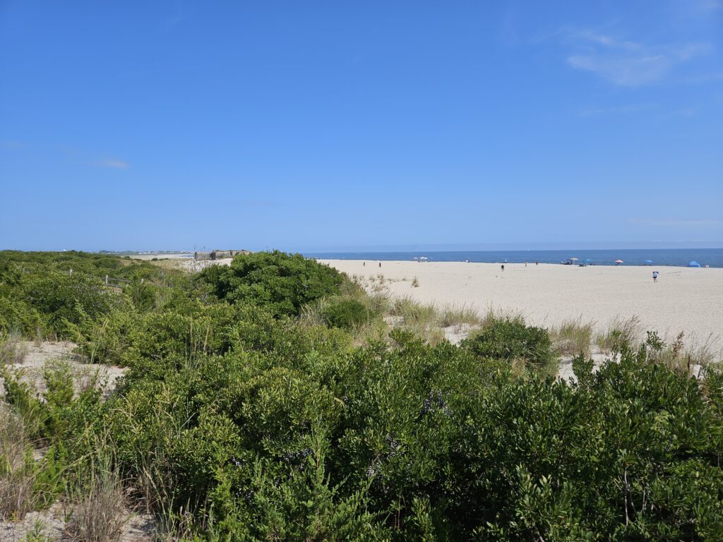 a beach with trees and bushes (MyCoast AI)