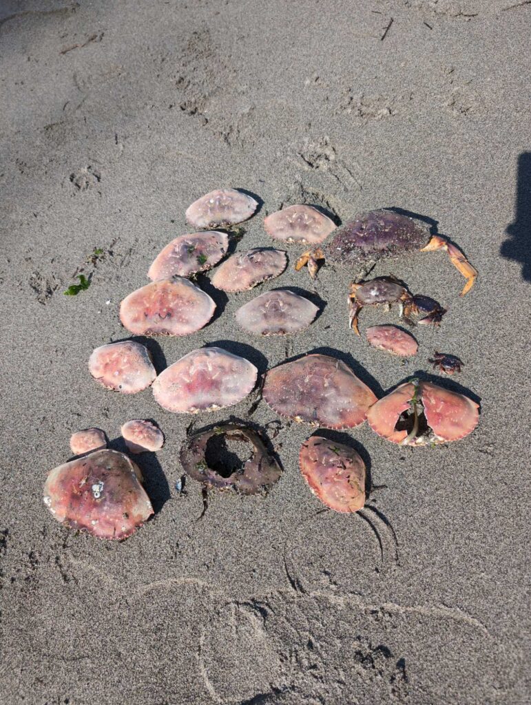 a group of sea shells on the sand (MyCoast AI)