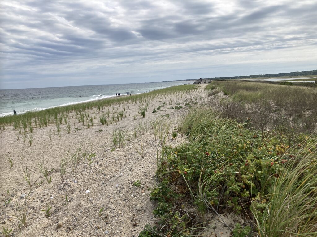 a beach with plants and water (MyCoast AI)