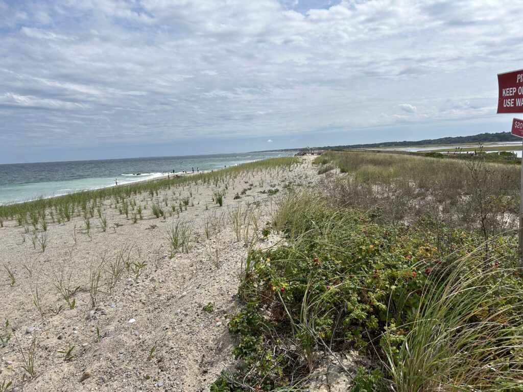 a beach with plants and water (MyCoast AI)