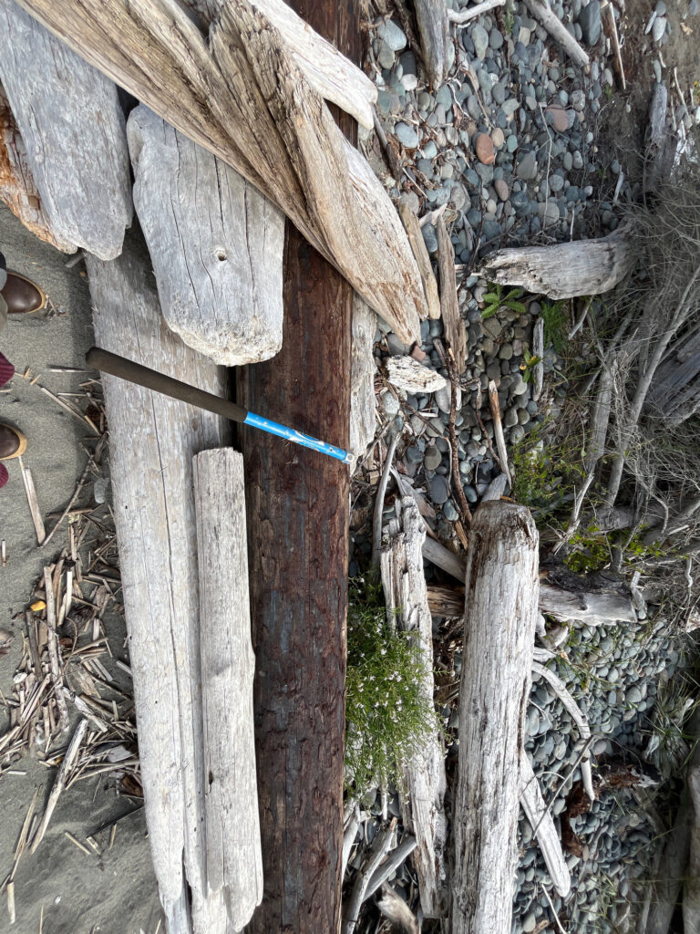 a pile of wood (MyCoast AI)