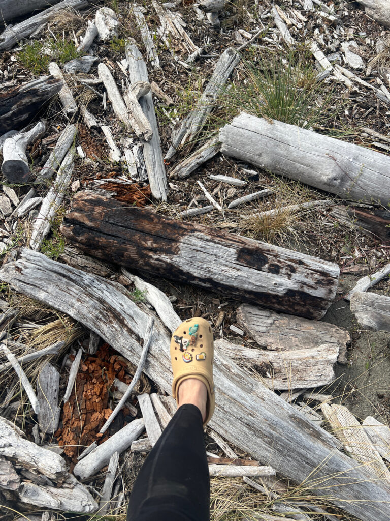 a bottle of beer on a pile of cut logs (MyCoast AI)