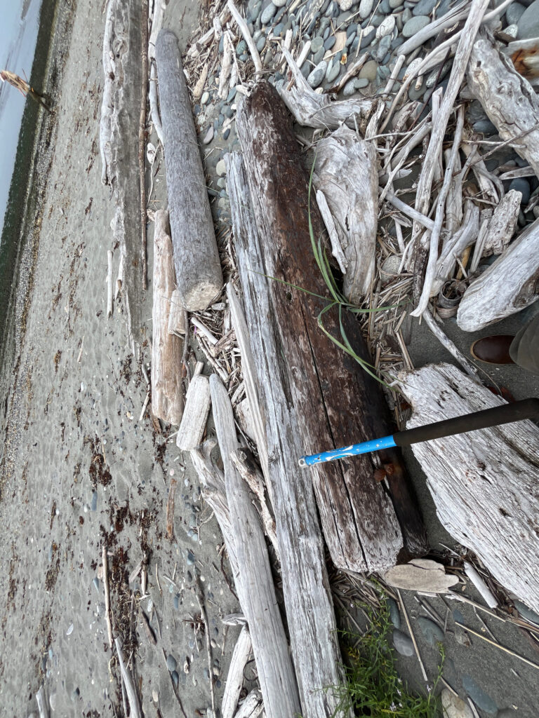 a pile of wood and sticks (MyCoast AI)