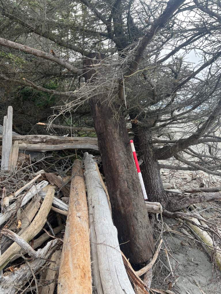 a tree with a red and white object in the middle of a forest (MyCoast AI)