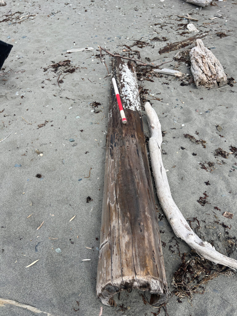 a tree stump on the ground (MyCoast AI)