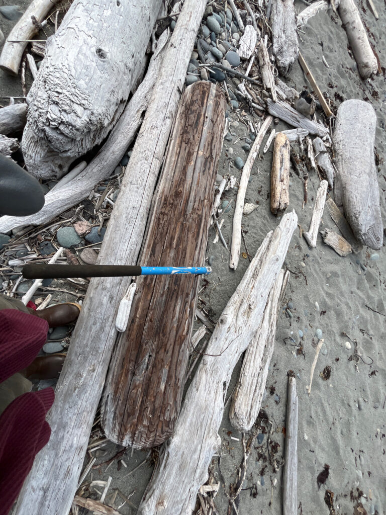 a group of cut logs (MyCoast AI)
