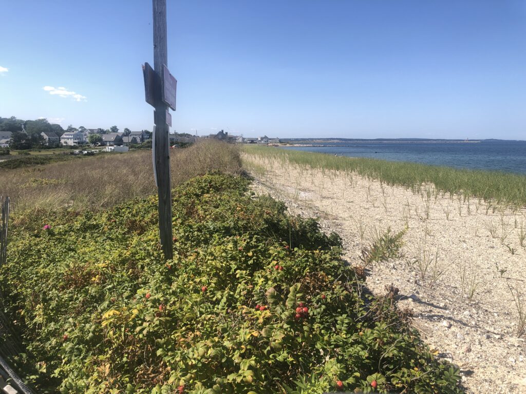 a field of flowers (MyCoast AI)